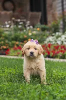 Becky, a female Golden Retriever for sale in Sugarcreek, OH – 7 of 10
