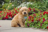 Banjo, a male Golden Retriever for sale in Sugarcreek, OH – 2 of 10