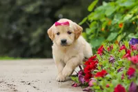 Bonnie, a female Golden Retriever for sale in Sugarcreek, OH – 5 of 10