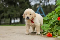 Benjie, a male Golden Retriever for sale in Sugarcreek, OH – 3 of 9