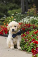Burnell, a male Golden Retriever for sale in Sugarcreek, OH – 9 of 10