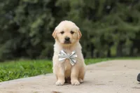 Baxter, a male Golden Retriever for sale in Sugarcreek, OH – 3 of 9