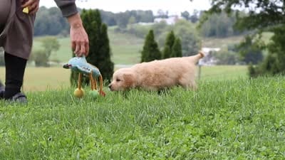 Benny, a male Golden Retriever for sale in Sugarcreek, OH – 10 of 10