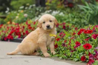 Benny, a male Golden Retriever for sale in Sugarcreek, OH – 8 of 10