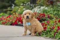 Banjo, a male Golden Retriever for sale in Sugarcreek, OH – 8 of 10