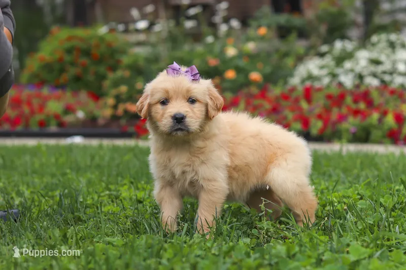 Becky – Golden Retriever puppy for sale in Sugarcreek, OH