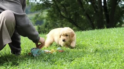 Banjo, a male Golden Retriever for sale in Sugarcreek, OH – 10 of 10