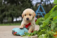 Buddy, a male Golden Retriever for sale in Sugarcreek, OH – 6 of 9