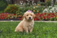 Becky, a female Golden Retriever for sale in Sugarcreek, OH – 5 of 10