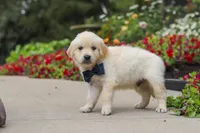 Burnell, a male Golden Retriever for sale in Sugarcreek, OH – 5 of 10