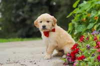 Baldo, a male Golden Retriever for sale in Sugarcreek, OH – 4 of 8