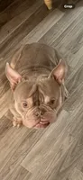 Loki , a male American Bully for sale in Sterling, IL – 2 of 2