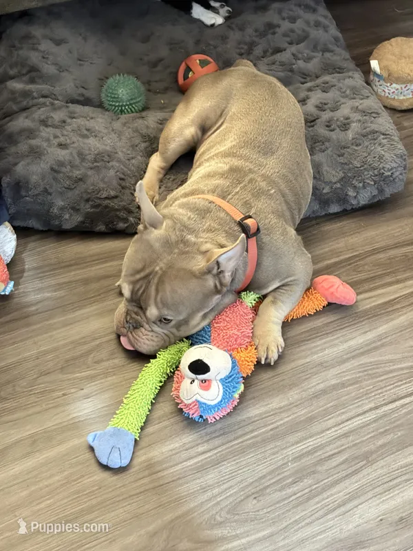 Loki  – American Bully puppy for sale in Sterling, IL