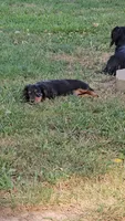 Piglet, a male Miniature Dachshund for sale in West Frankfort, IL – 3 of 4