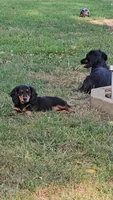 Piglet, a male Miniature Dachshund for sale in West Frankfort, IL – 4 of 4