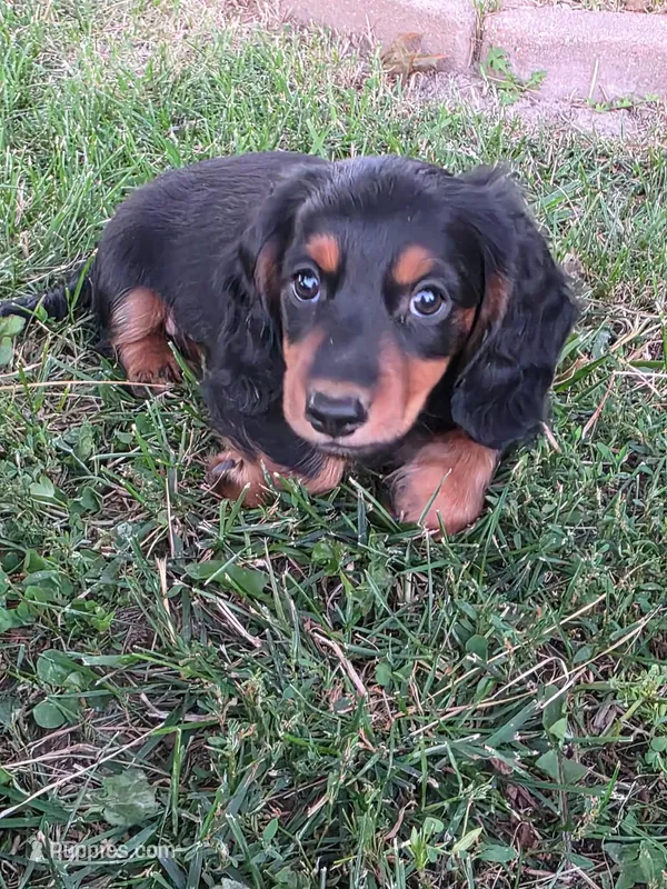 Piglet – Miniature Dachshund puppy for sale in West Frankfort, IL