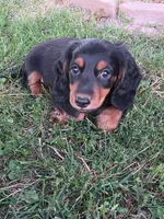 Piglet, a male Miniature Dachshund for sale in West Frankfort, IL – 1 of 4