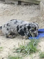 Nestor, a male Miniature Dachshund for sale in West Frankfort, IL – 2 of 4