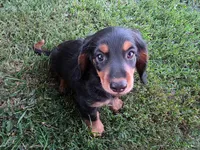 Piglet, a male Miniature Dachshund for sale in West Frankfort, IL – 2 of 4