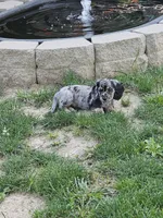 Nestor, a male Miniature Dachshund for sale in West Frankfort, IL – 3 of 4