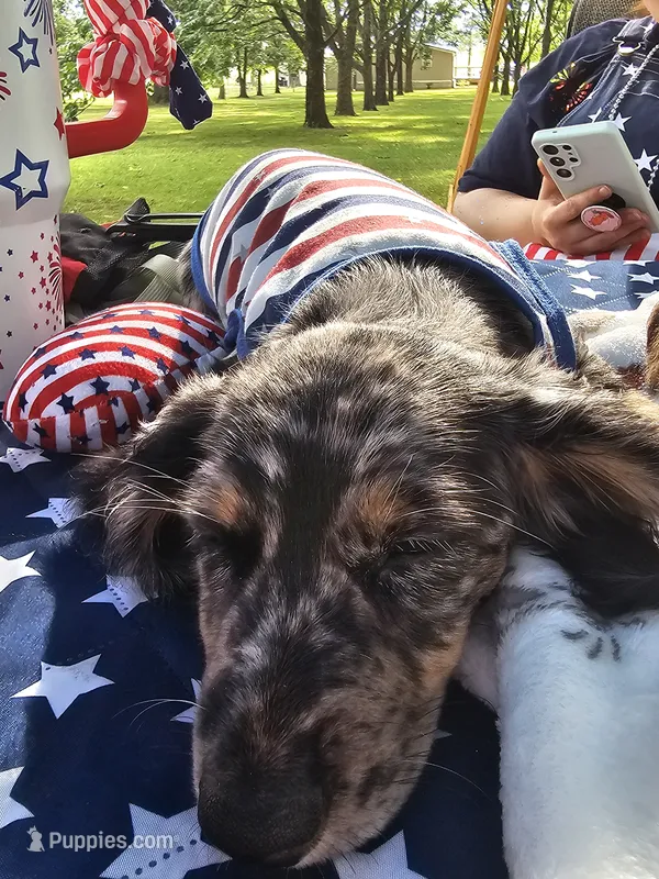 Nestor – Miniature Dachshund puppy for sale in West Frankfort, IL