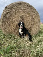 Autumn, a female Bernese Mountain Dog for sale in Auburn, NE – Photo 4 of 4