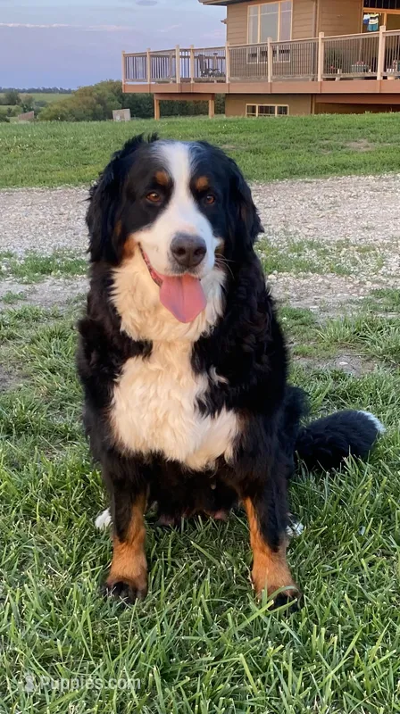Autumn – Bernese Mountain Dog puppy for sale in Auburn, NE