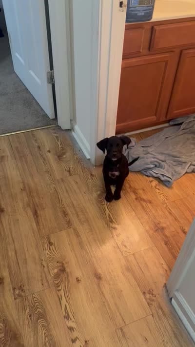Sammy, a male Goldendoodle and Labrador Retriever for sale in Columbia, SC – 5 of 5