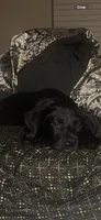 Sammy, a male Goldendoodle and Labrador Retriever for sale in Columbia, SC – 1 of 5
