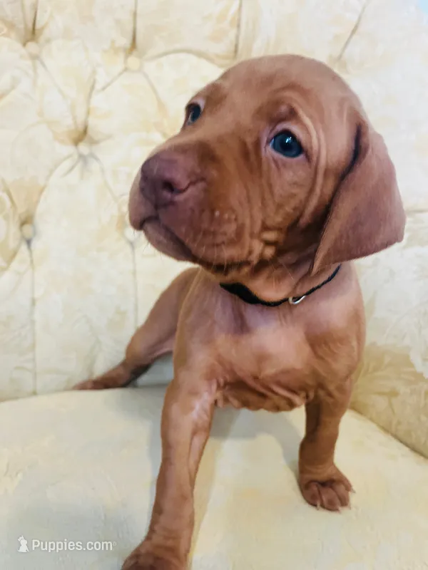 Black – Vizsla puppy for sale in Boise, ID