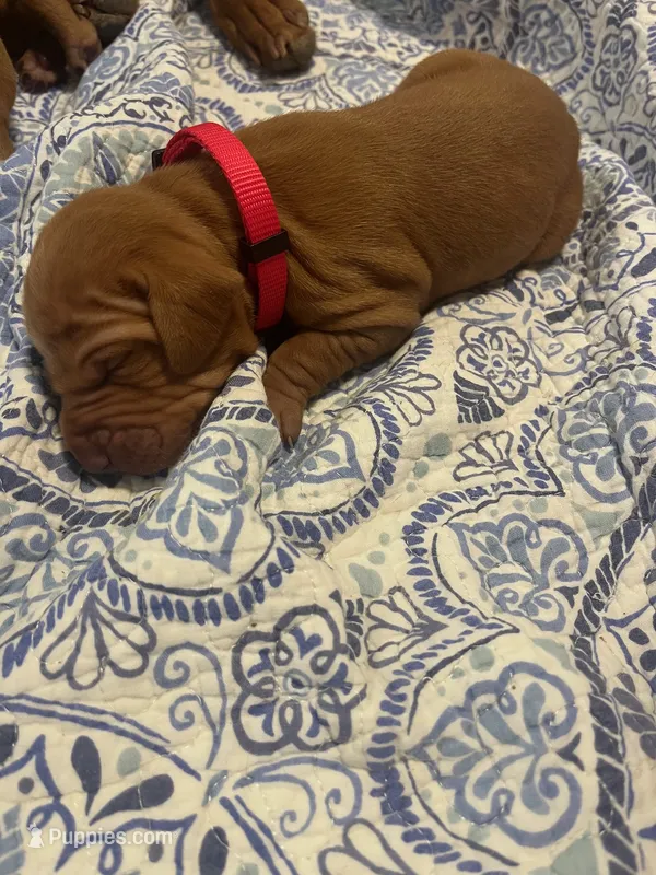 Red – Vizsla puppy for sale in Boise, ID
