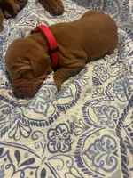 Red, a male Vizsla for sale in Boise, ID – 1 of 3