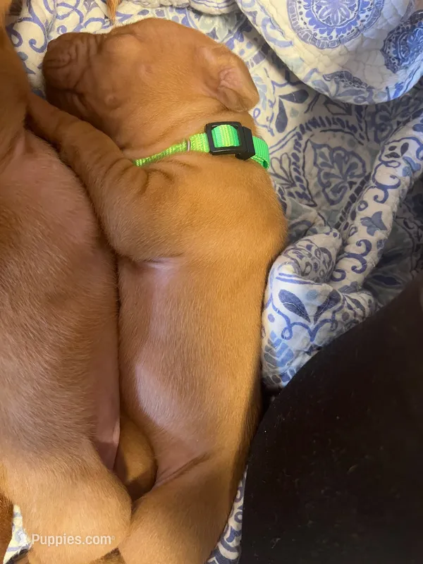 Green – Vizsla puppy for sale in Boise, ID