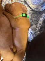 Green, a male Vizsla for sale in Boise, ID – 1 of 3