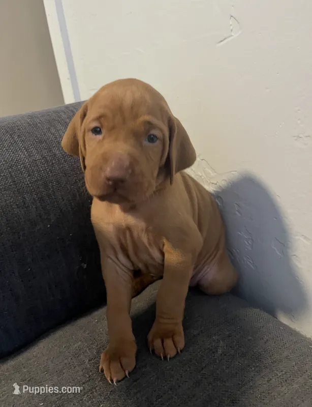 Yellow – Vizsla puppy for sale in Boise, ID