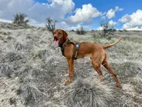 Orange, a male Vizsla for sale in Boise, ID – 3 of 3