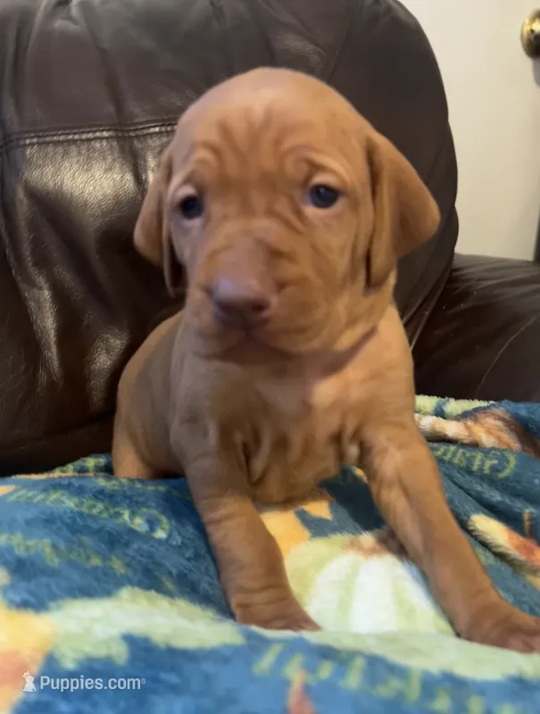 Green – Vizsla puppy for sale in Boise, ID