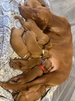 Purple, a female Vizsla for sale in Boise, ID – 2 of 3