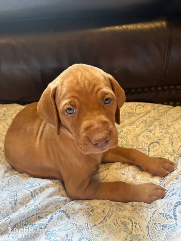 Blue – Vizsla puppy for sale in Boise, ID