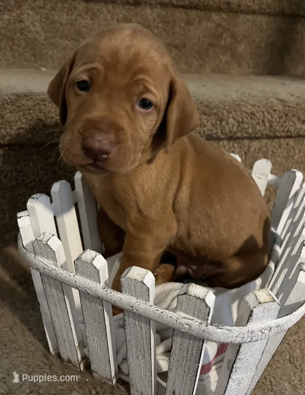 Black – Vizsla puppy for sale in Boise, ID