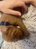 Purple, a female Vizsla for sale in Boise, ID – 1 of 3
