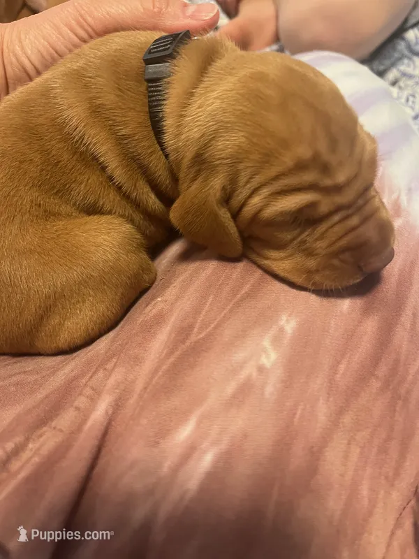 Black – Vizsla puppy for sale in Boise, ID