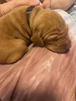 Black, a male Vizsla for sale in Boise, ID – 1 of 3