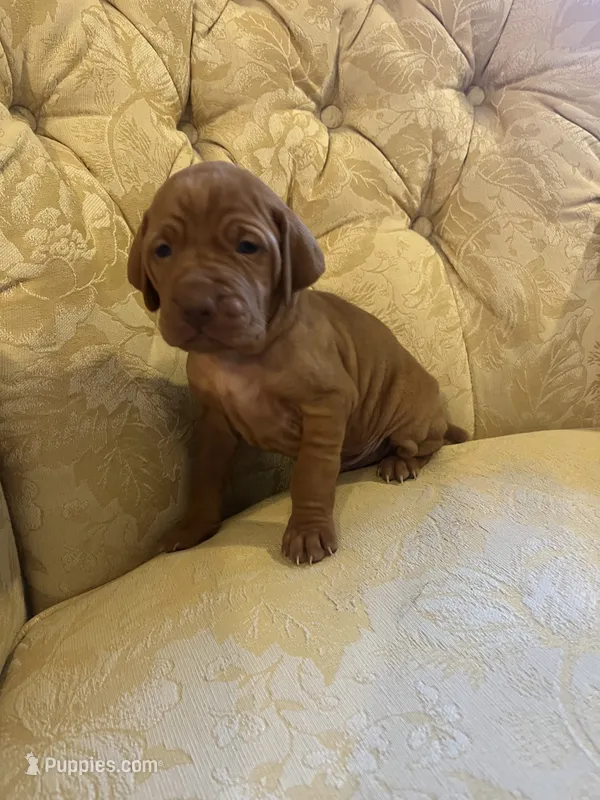 Red – Vizsla puppy for sale in Boise, ID