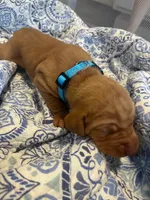 Blue, a male Vizsla for sale in Boise, ID – 1 of 3