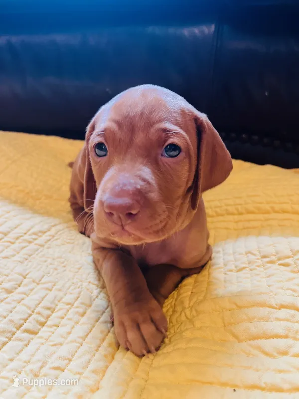 Yellow – Vizsla puppy for sale in Boise, ID