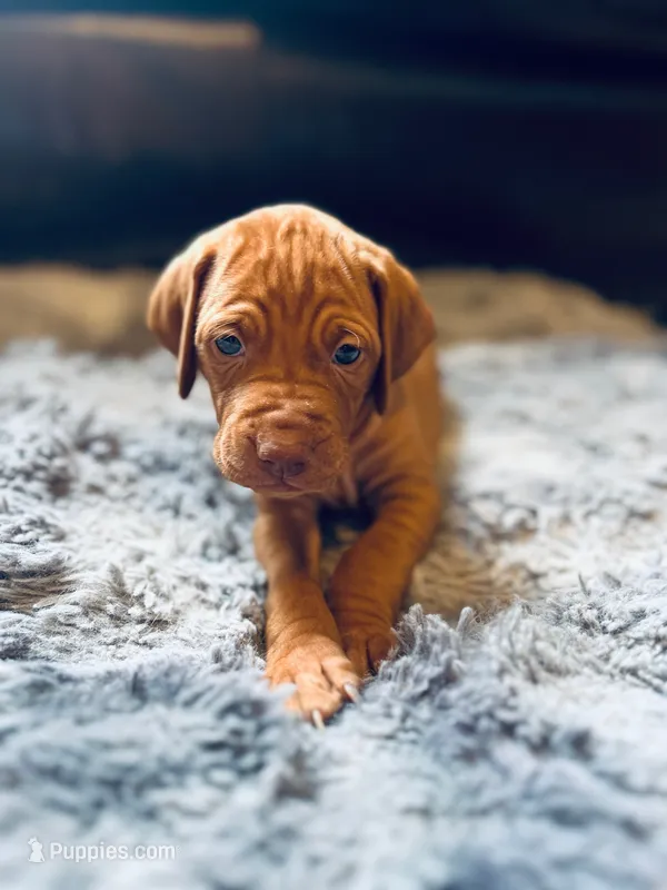 Red – Vizsla puppy for sale in Boise, ID