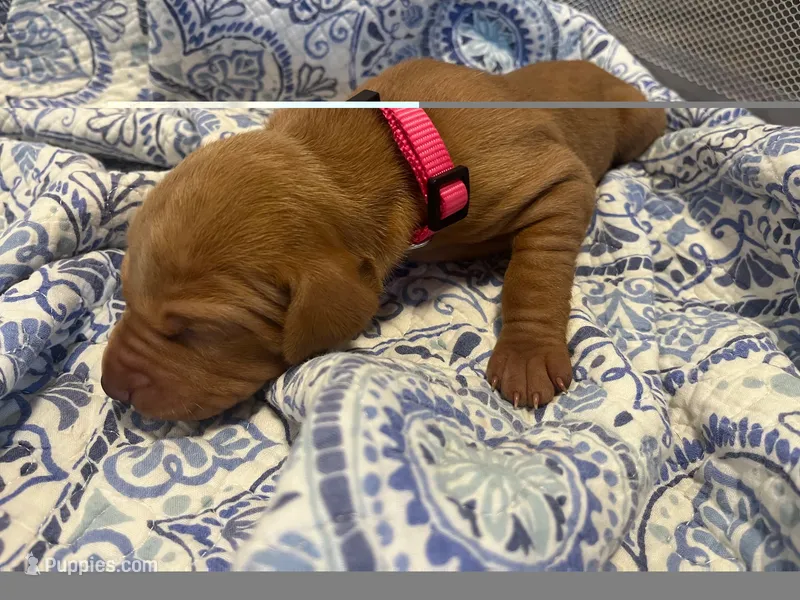 Pink – Vizsla puppy for sale in Boise, ID