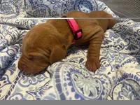 Pink, a female Vizsla for sale in Boise, ID – 1 of 3