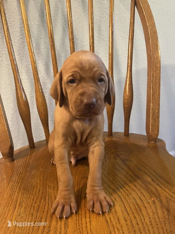 Blue – Vizsla puppy for sale in Boise, ID